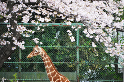 giraffe_sakura.jpg