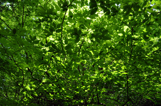 green_foliage.jpg