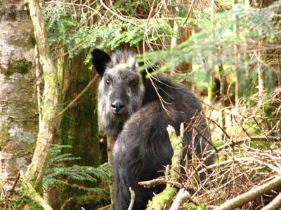 serow1.JPG