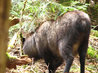 serow2.JPG