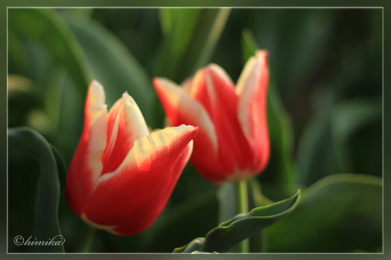 tulip01.jpg