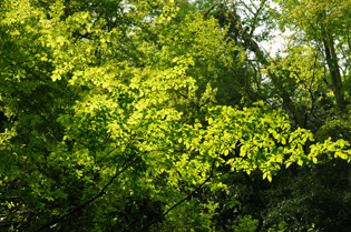 yellowgreen_foliage.jpg